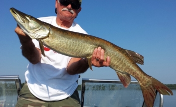 another_great_musky_caught__released_august_2015_20150904_1539022931