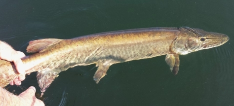 another_great_musky_caught__released_august_2015_20150904_1566444328