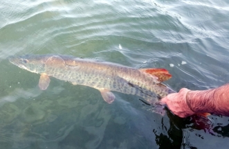 another_great_musky_caught__released_august_2015_20150904_1685993743