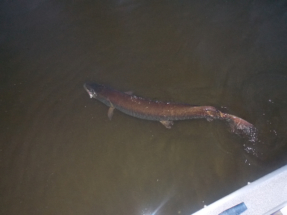 august_23_46_inch_musky_caught__released_20130813_1599233855